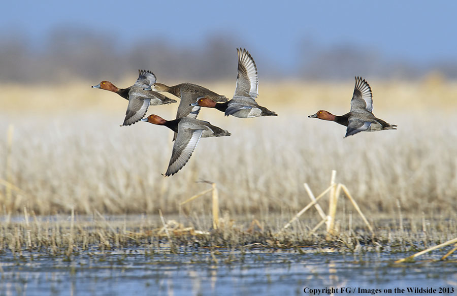 Flock of readhead ducks in flight.