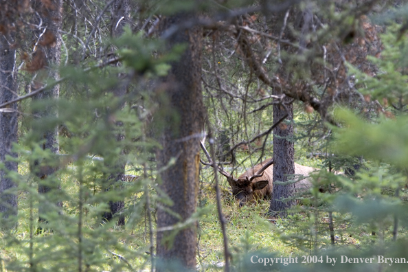 Rocky Mountain bull elk bedded in forest.