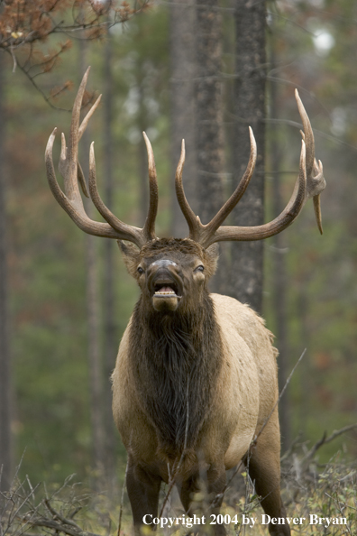 Rocky Mountain bull elk bugling.