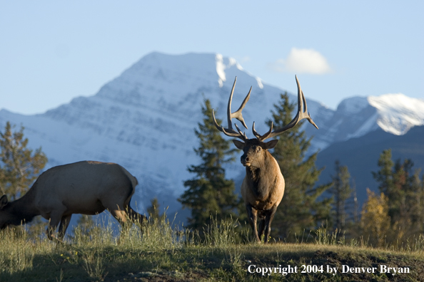 Rocky Mountain bull elk with cow.  Mountain backdrop.