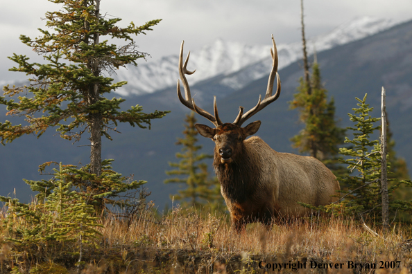 Rocky Mountain Elk 