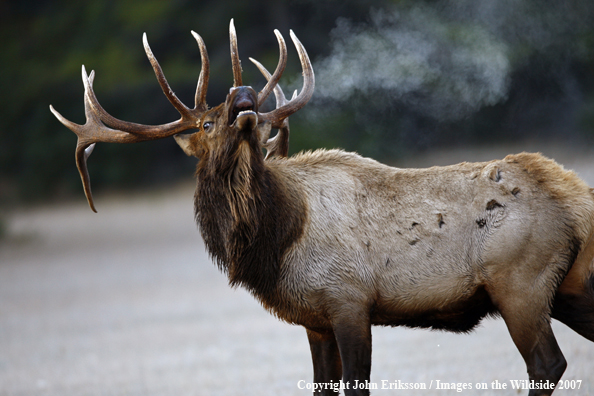 Rocky Mountain Elk bugling