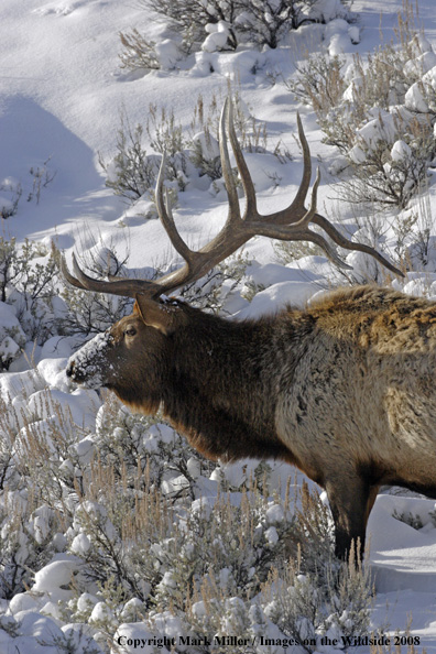 Rocky Mountain Elk in habitat