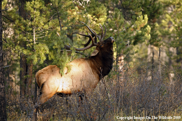 Bull Elk