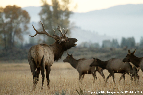 Bull Elk bugling. 