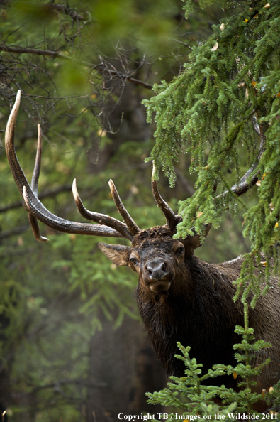 Rocky Mountain bull elk in habitat. 