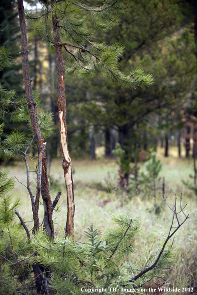 Rocky Mountain elk rub in forest. 