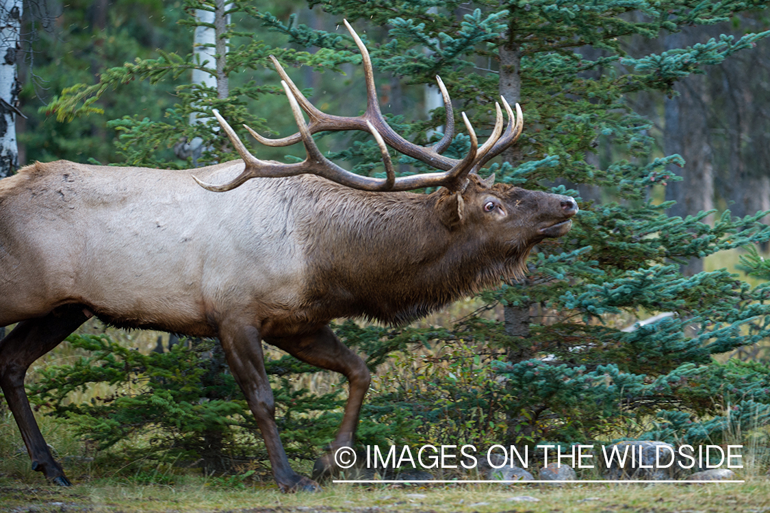 Rocky Mountain Elk in habitat.