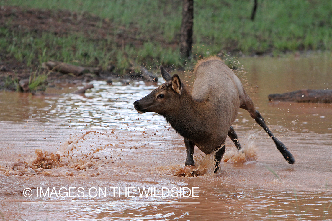 Rocky Mountain Elk calf playing in water. 