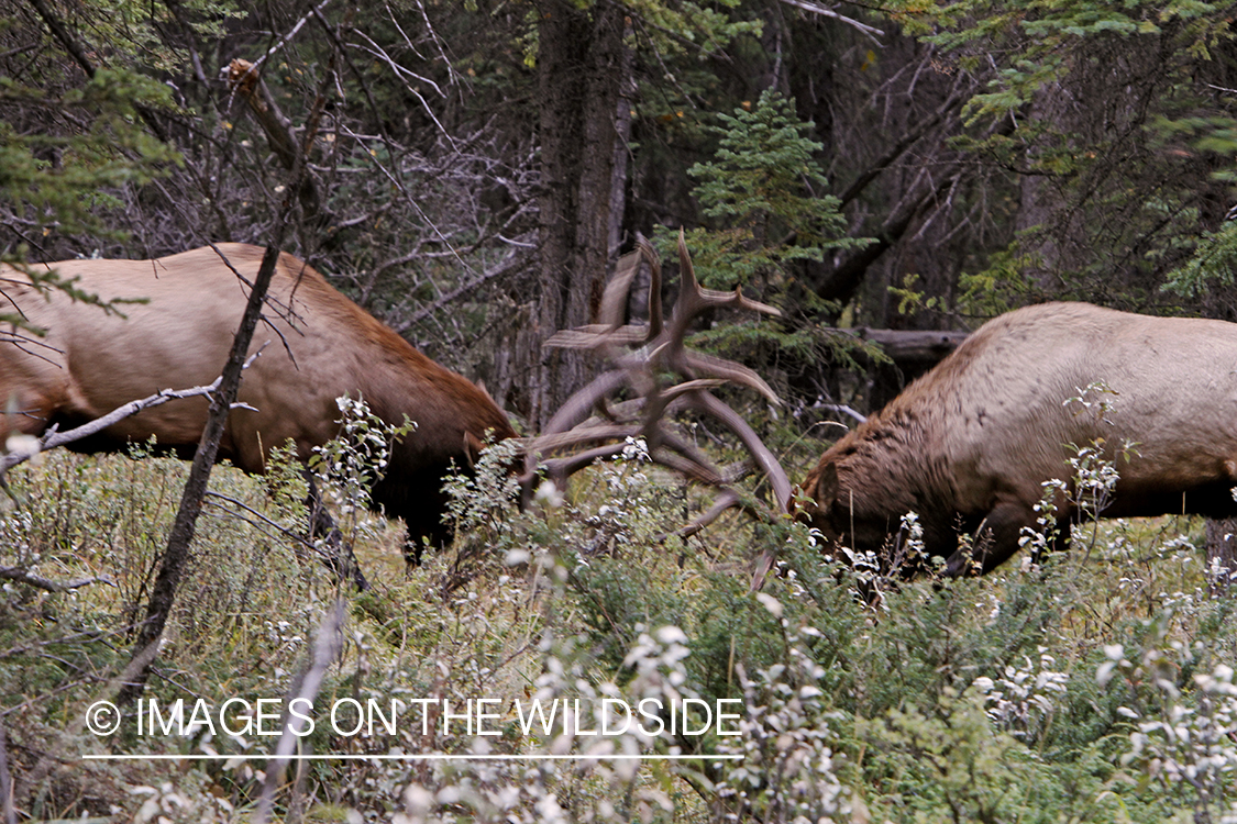 Rocky Mountain Bulls competing during the rut.