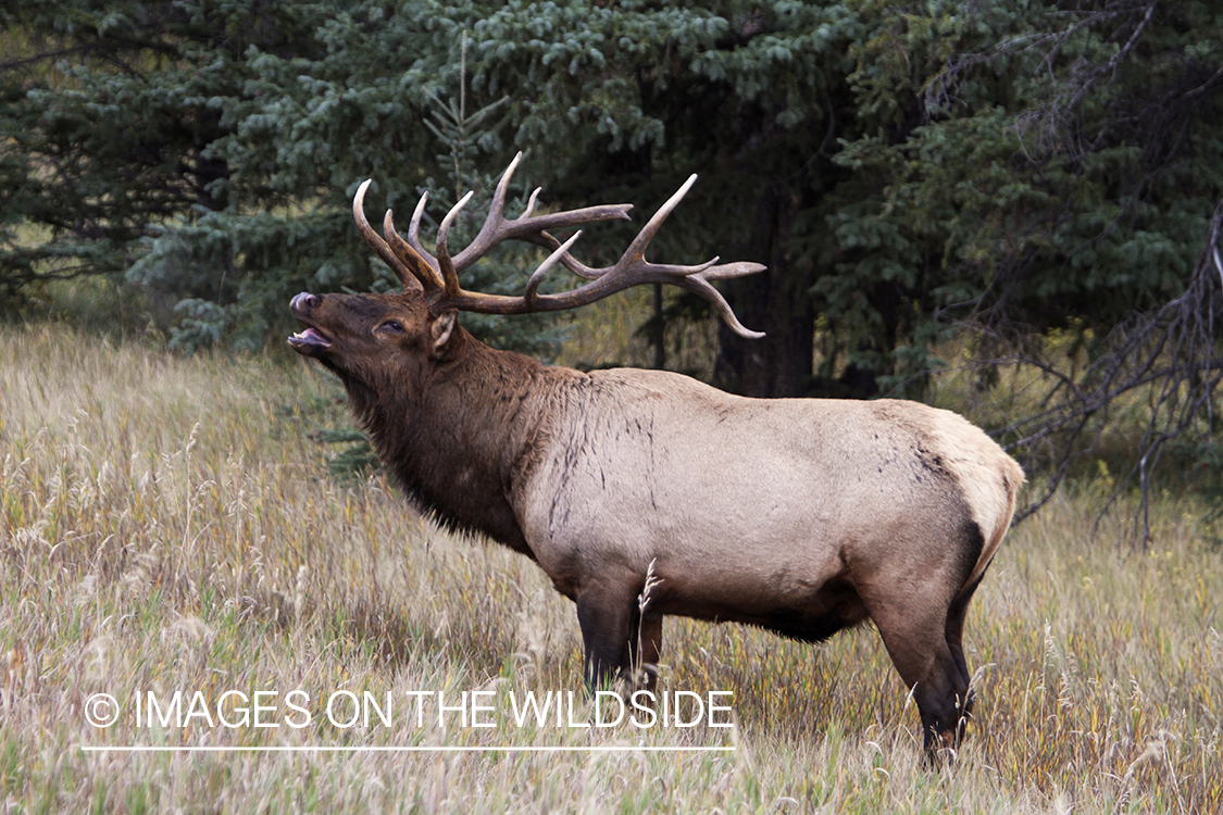 Rocky Mountain Bull Elk bugling in habitat.