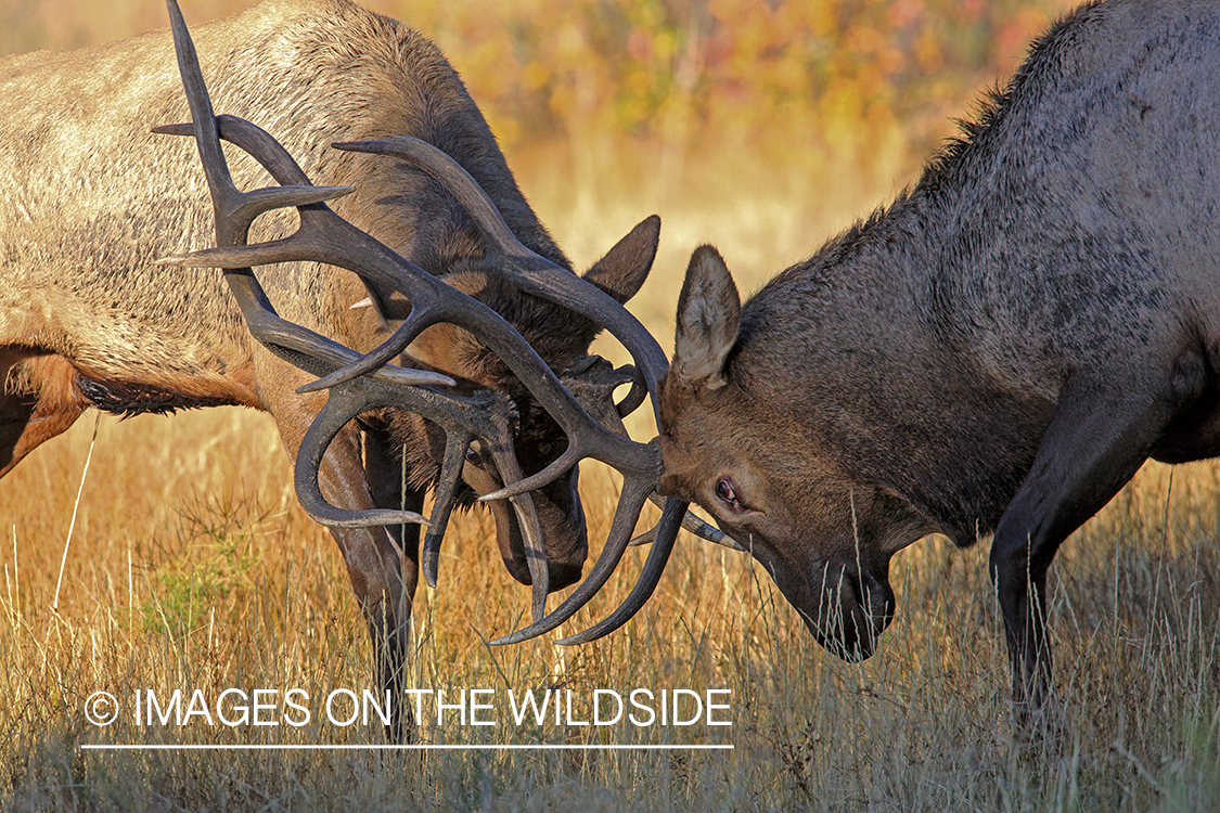 Bull elk fighting during rut.