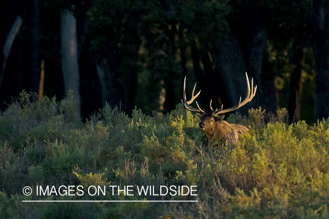 Bull elk in field.