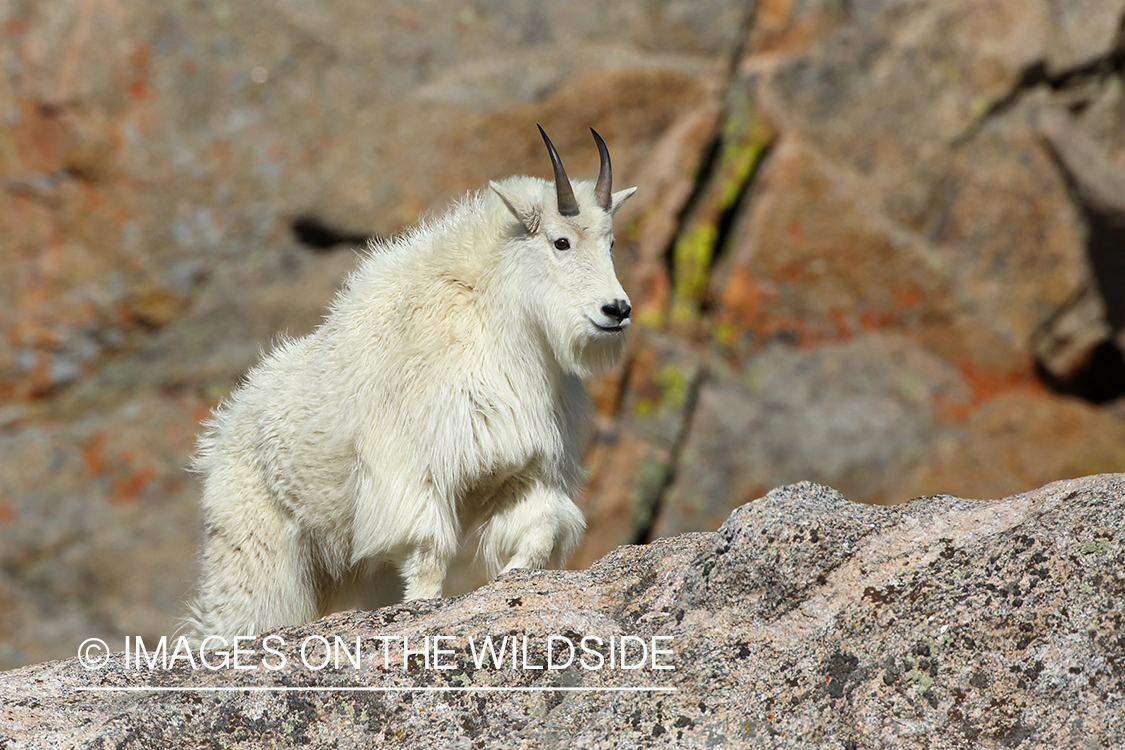 Rocky Mountain Goat in habitat. 