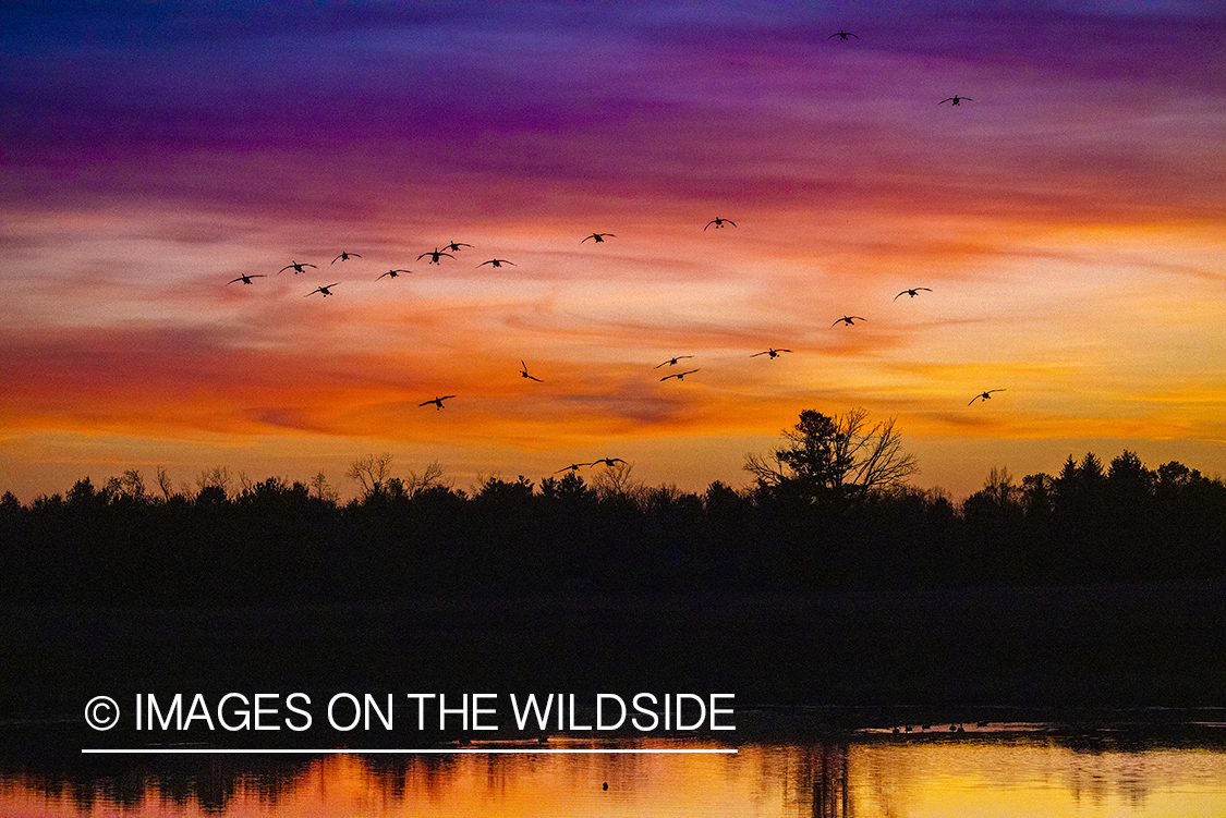 Canadian geese in flight at sunset.