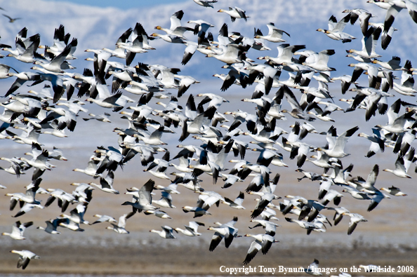 Snow Geese in habitat