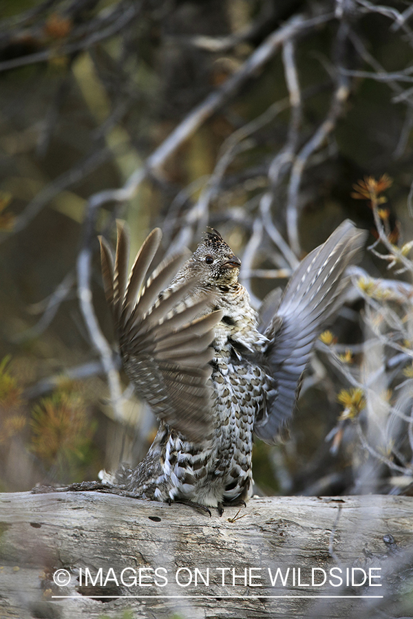 Male Ruffed grouse drumming in habitat.