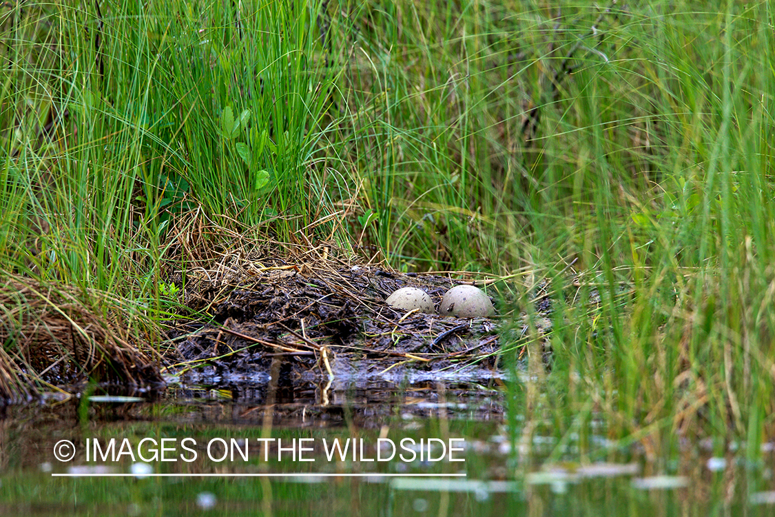 Common Loon eggs on bank.