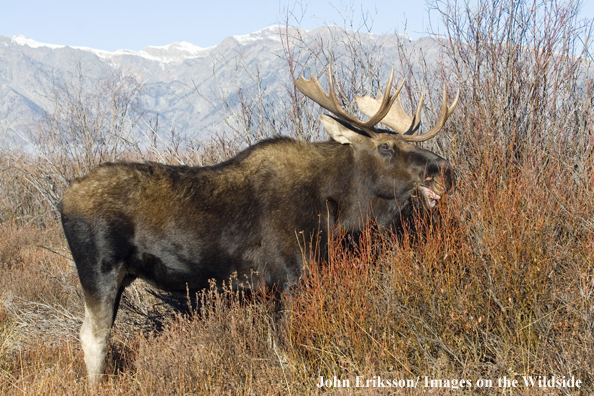 Shiras bull moose grazing in habitat.