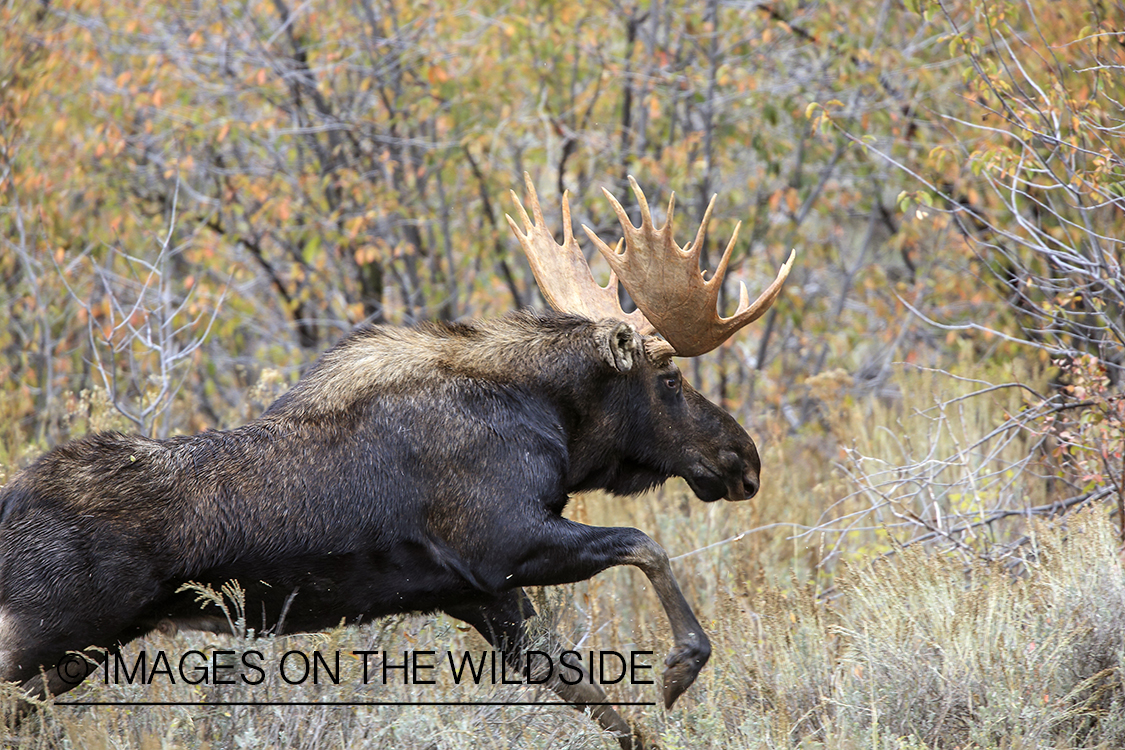 Shiras bull moose fleeing in habitat. 