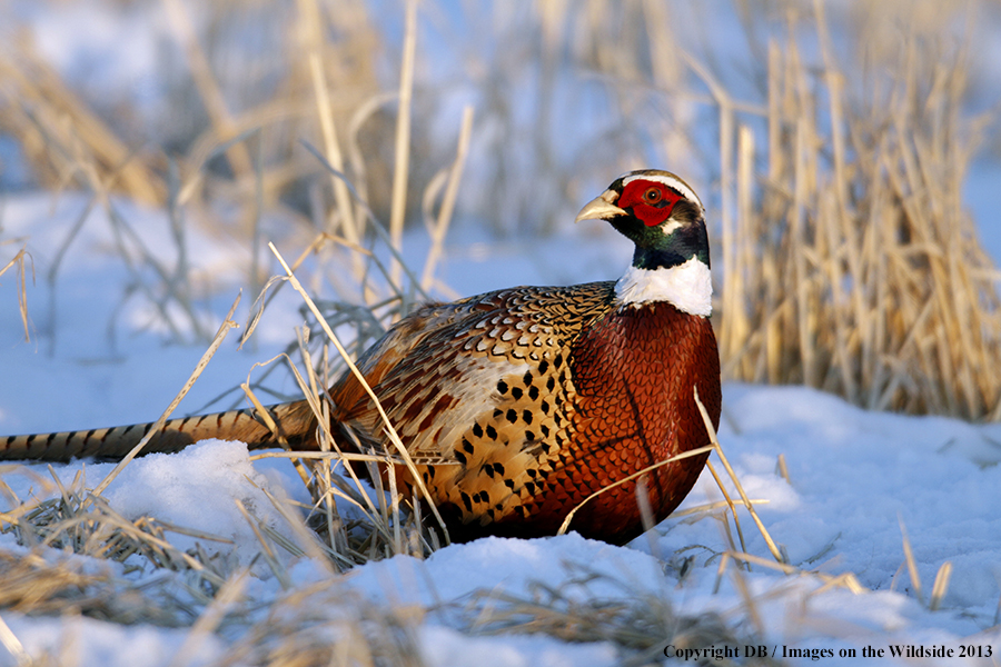 Ring-necked pheasant in habitat