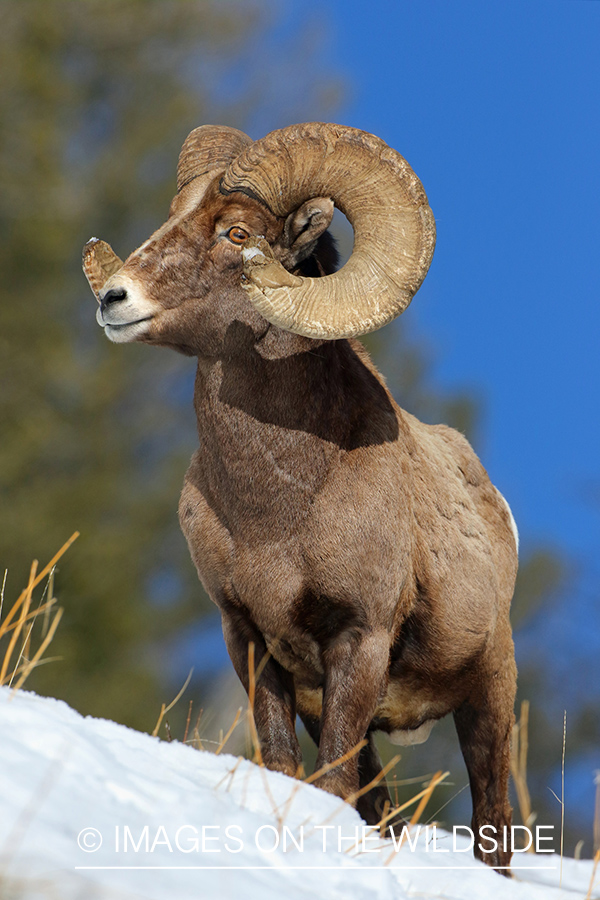 Bighorn sheep in habitat.