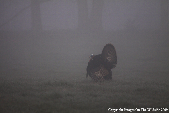 Eastern Wild Turkey in habitat