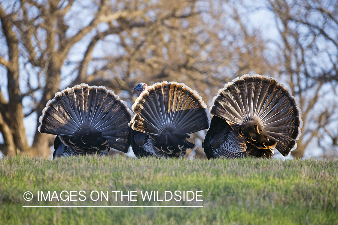 Flock of Rio Grande Turkeys in habitat.