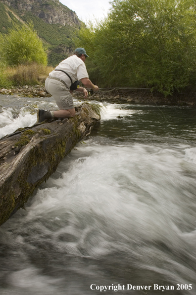 Flyfisherman fishing from log.