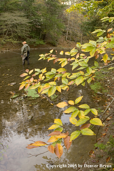 Flyfisherman wading in stream.