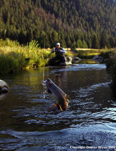 Flyfisherman with nice rainbow trout jumping