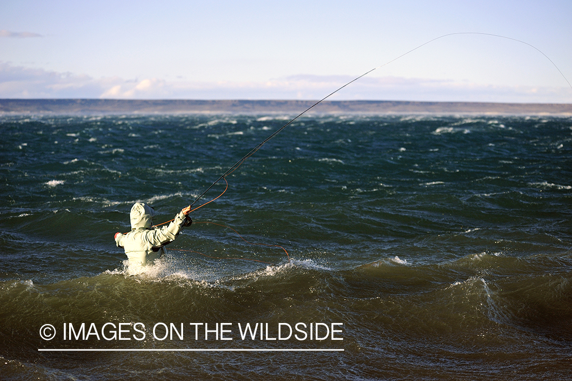 Jurassic Lake flyfisher fighting rainbow trout, Argentina.