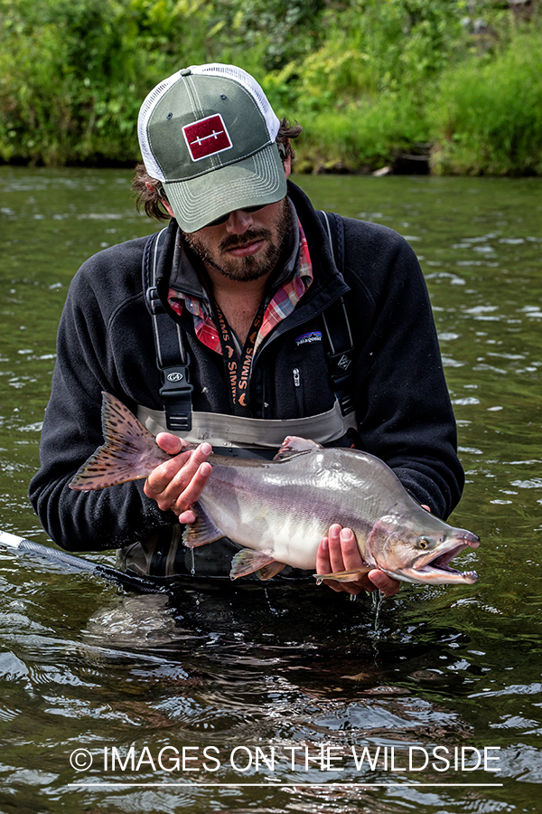 Flyfisherman releasing pink (humpy) salmon.