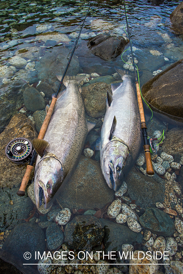 King salmon fishing in Chile.