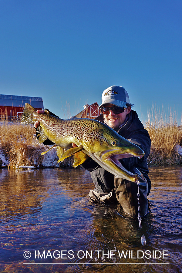 Flyfisherman releasing Brown Trout.