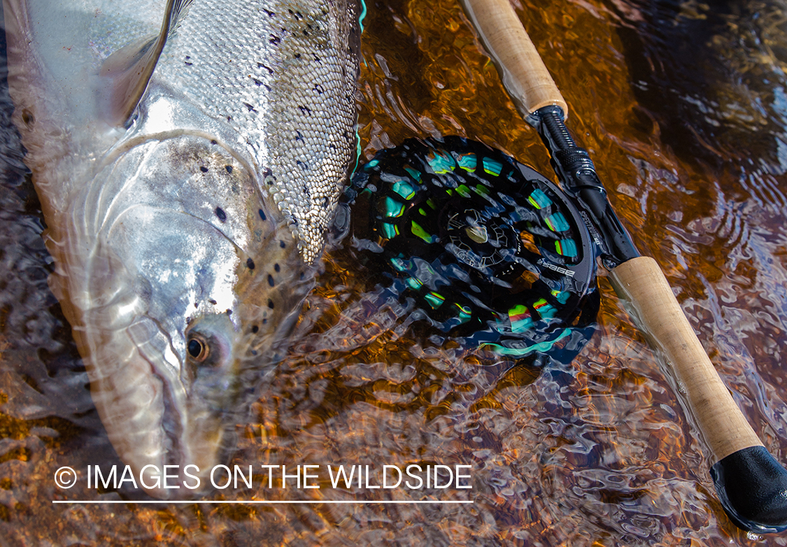 Flyfishing for Atlantic salmon on the Yokanga River in Russia.