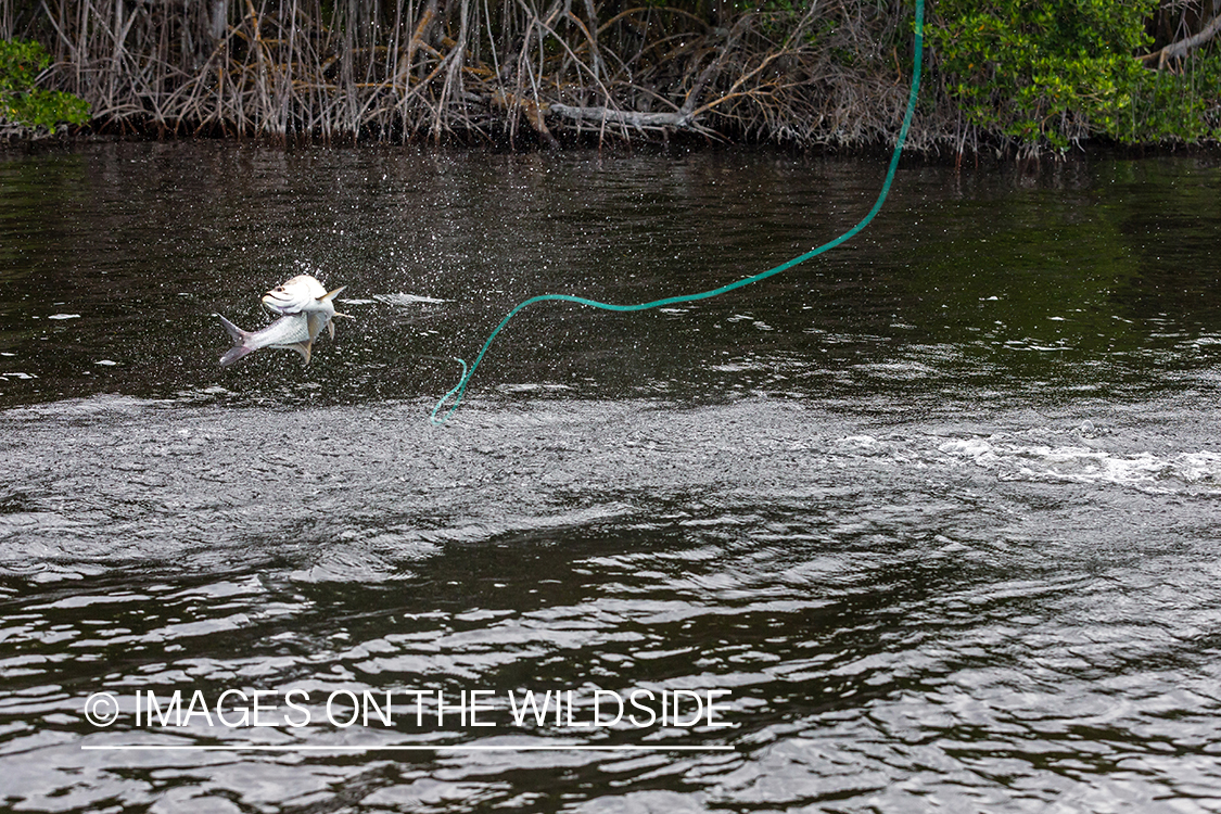 Tarpon on the line jumping.