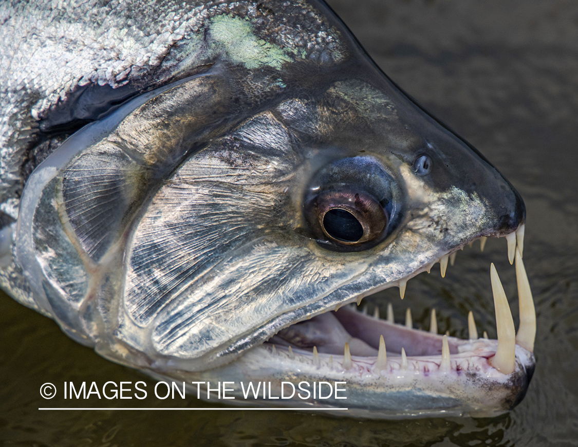 Payara close up.