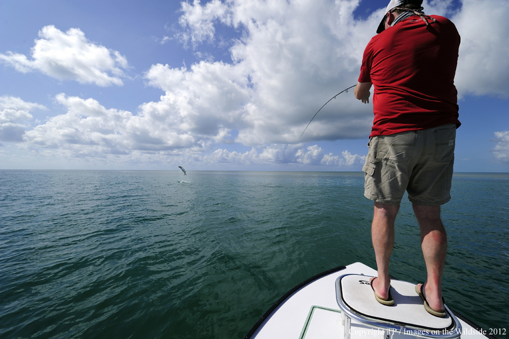 Flyfisherman with Tarpon. 