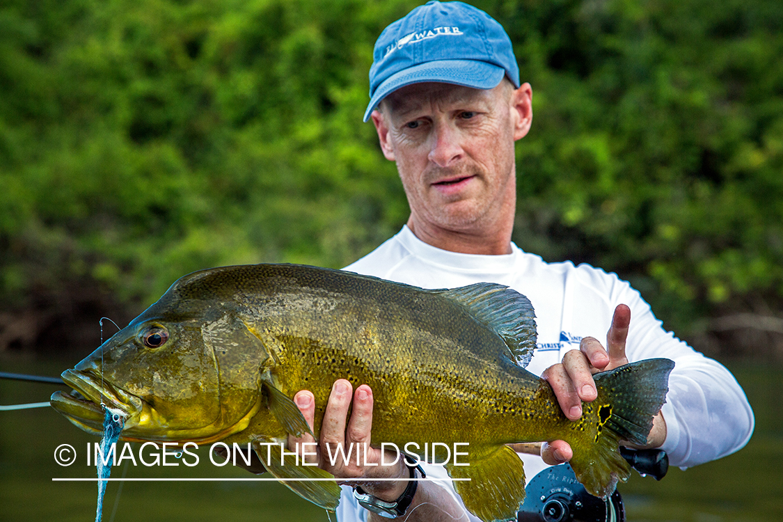 Flyfisherman with peacock bass on river in Kendjam region, Brazil.