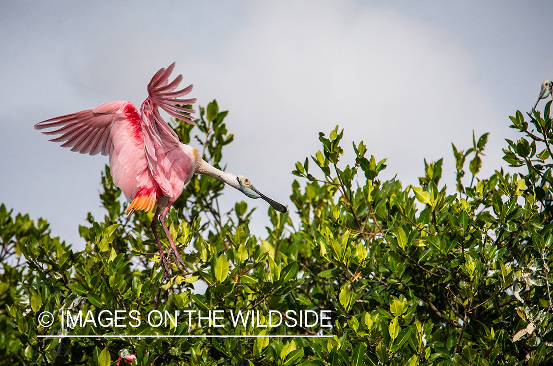 Roseate spoonbill in flight.