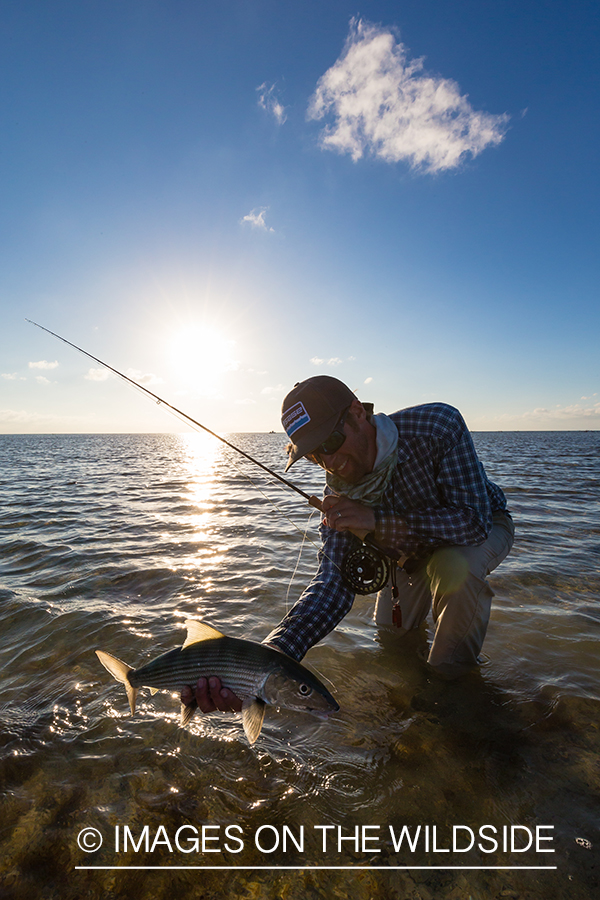 Flyfisherman releasing bonefish.