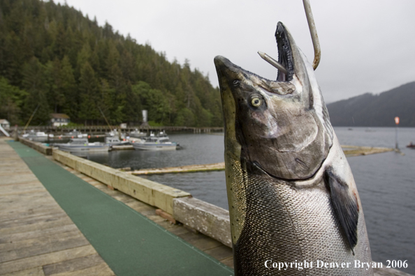 Salmon on hook.  