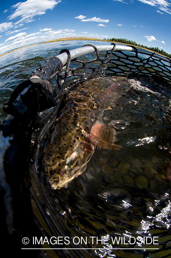 Rainbow in net.