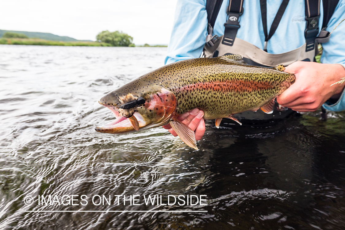 Rainbow trout caught with mouse pattern fly in Kamchatka Peninsula, Russia.