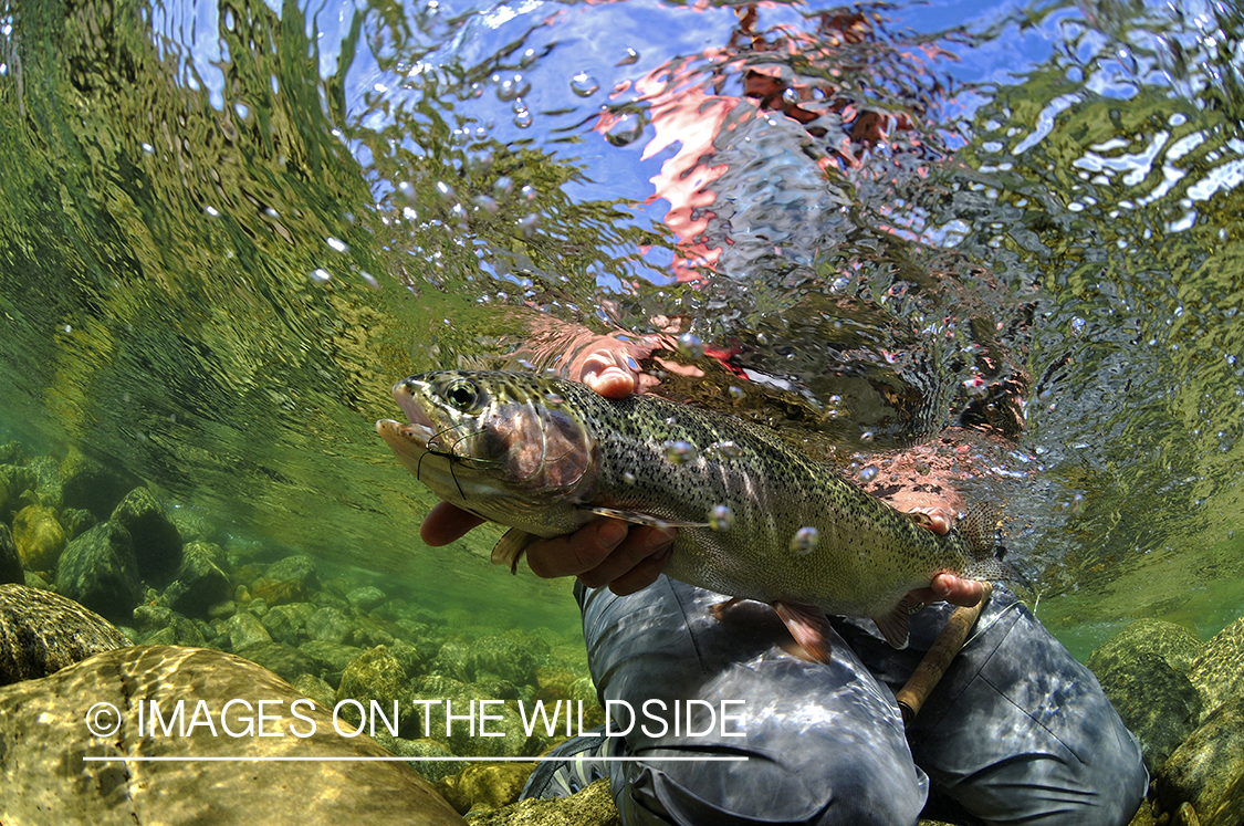 Rainbow trout.