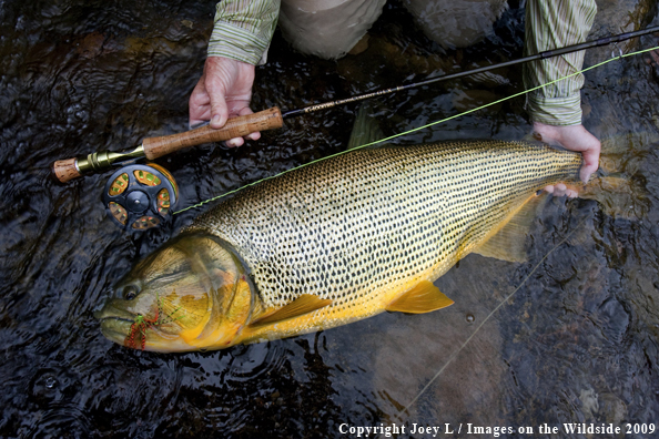 Golden Dorado fish species