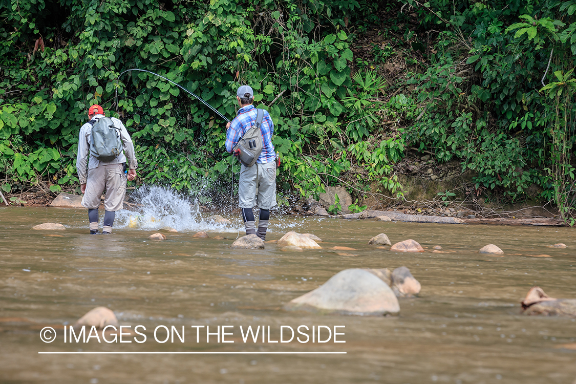 Flyfishing for Golden Dorado in Bolivia.