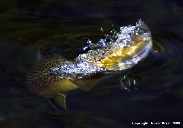 Brown Trout underwater