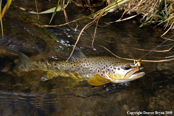 Brown trout species